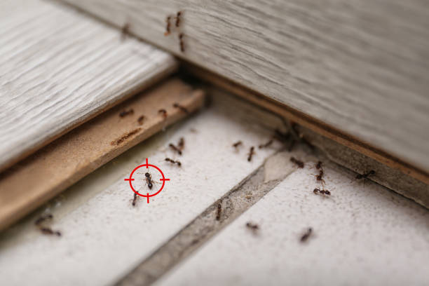 Best Flea Control Services  in Lutcher, LA