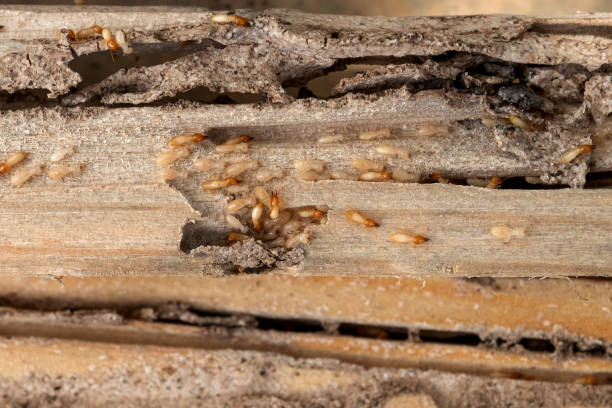 Best Termite Control Services  in Lutcher, LA