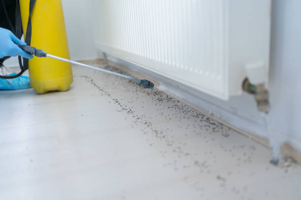 Best Affordable Pest Control Services  in Lutcher, LA